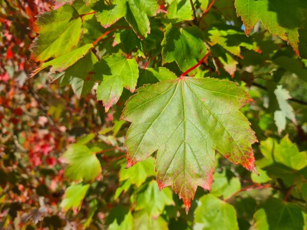 Acer rubrum October Glory