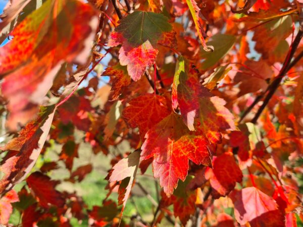Acer freemanii Armstrong - Image 2