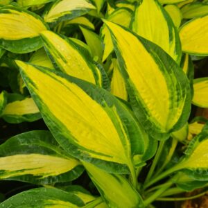 Hosta 'Happy Dayz'