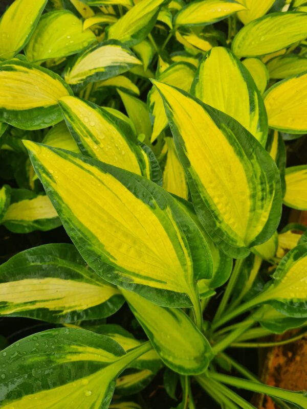 Hosta 'Happy Dayz'