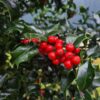 Ilex Blue Princess Hedging - 140-160cm Rootballed
