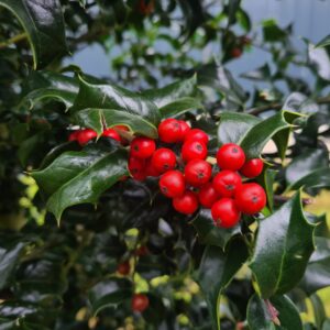 Ilex Blue Princess Hedging