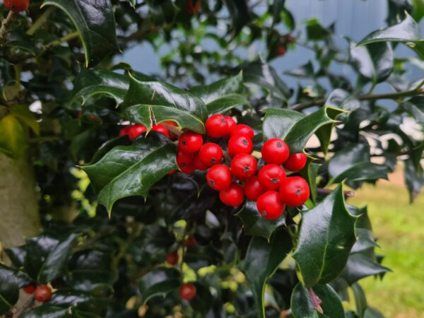 Ilex Blue Princess Hedging