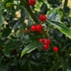 Ilex meserveae Heckenfee - 175-200cm Column, Rootballed