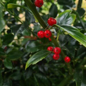 Ilex meserveae Heckenfee