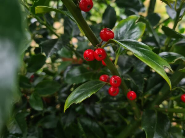 Ilex meserveae Heckenfee