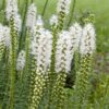 Liatris spicata Alba - 2L