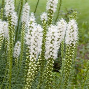 Liatris spicata Alba