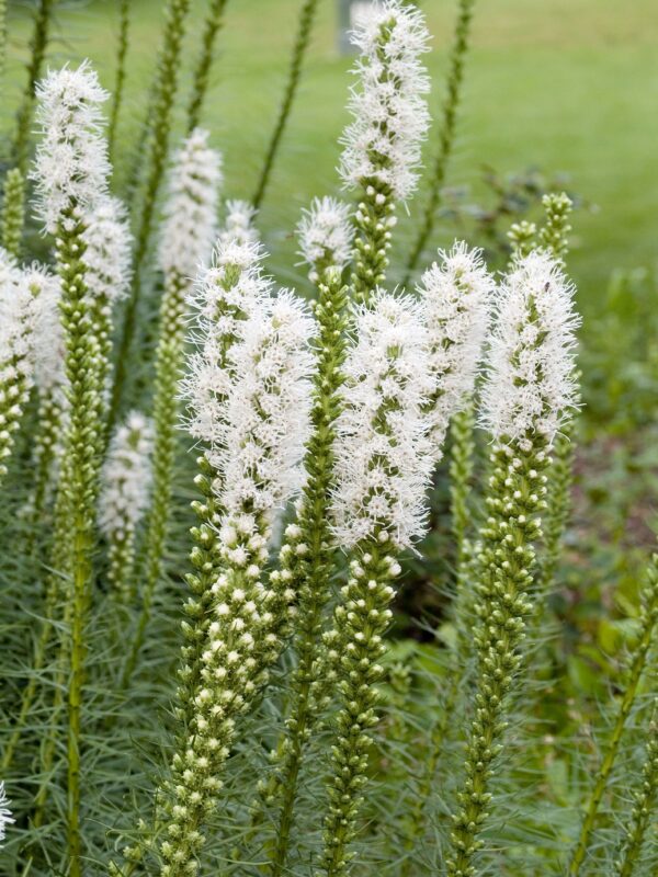 Liatris spicata Alba