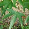 Platanus orientalis Minaret - 10-12cm girth, 3-3.5m tall, Rootballed