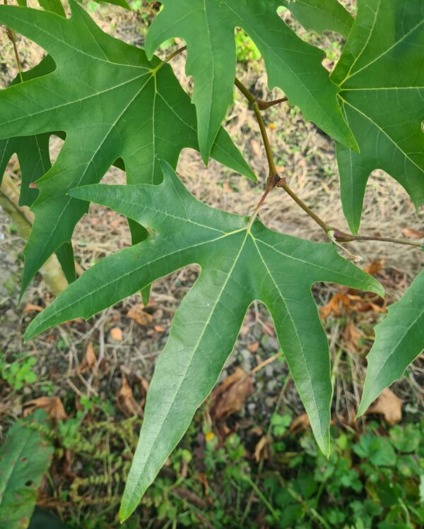 Platanus orientalis Minaret