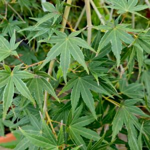 Acer palmatum 'Cascade Emerald'