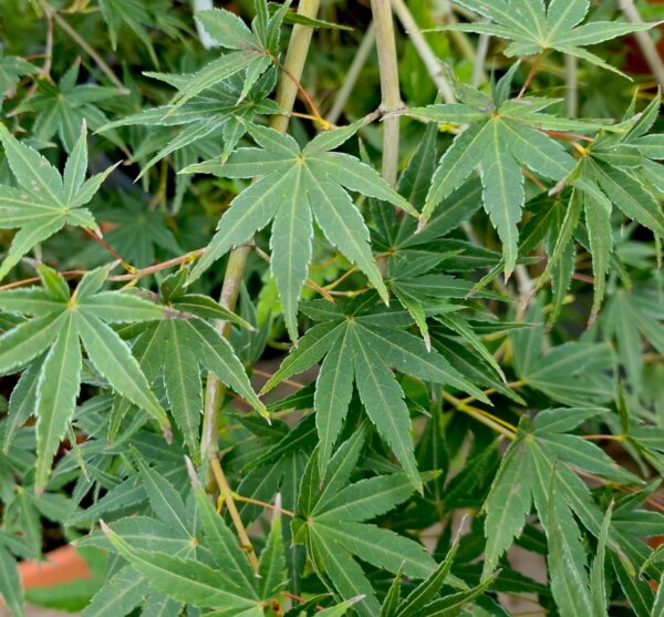 Acer palmatum 'Cascade Emerald'