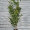 Acer palm. 'Kogane Nishiki' - 130L 200-250cm
