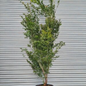 Acer palm. 'Kogane Nishiki'