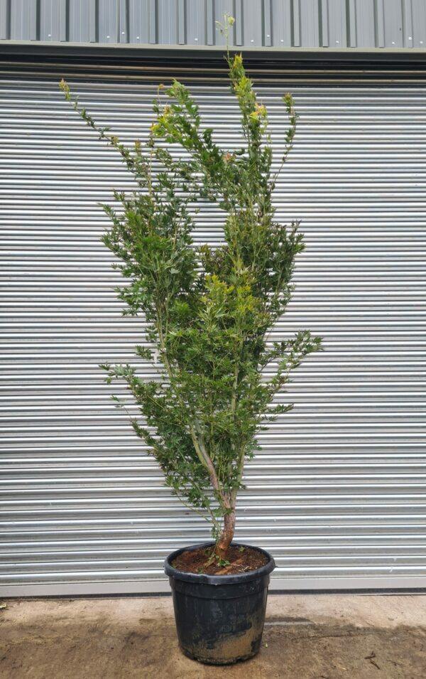 Acer palm. 'Kogane Nishiki'