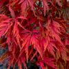 Acer palmatum dissectum Atropurpureum - 25L 1/4 Standard
