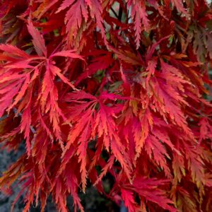 Acer palmatum dissectum Atropurpureum
