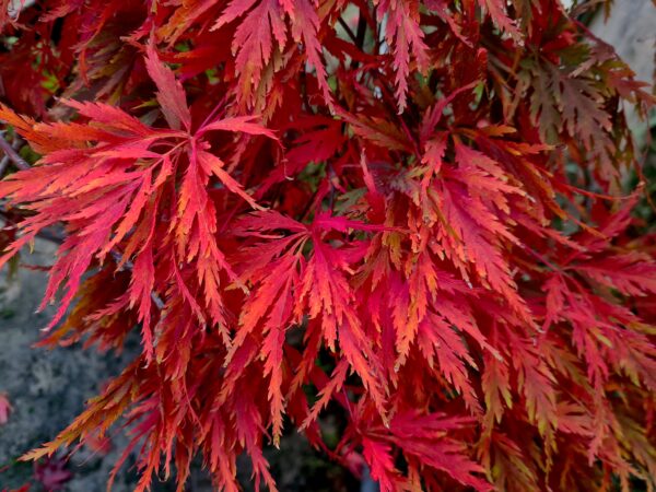 Acer palmatum dissectum Atropurpureum