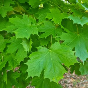Acer saccharum