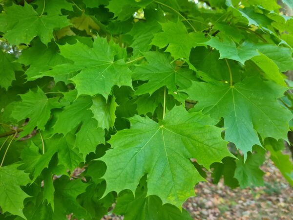 Acer saccharum