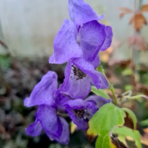 Aconitum napellus