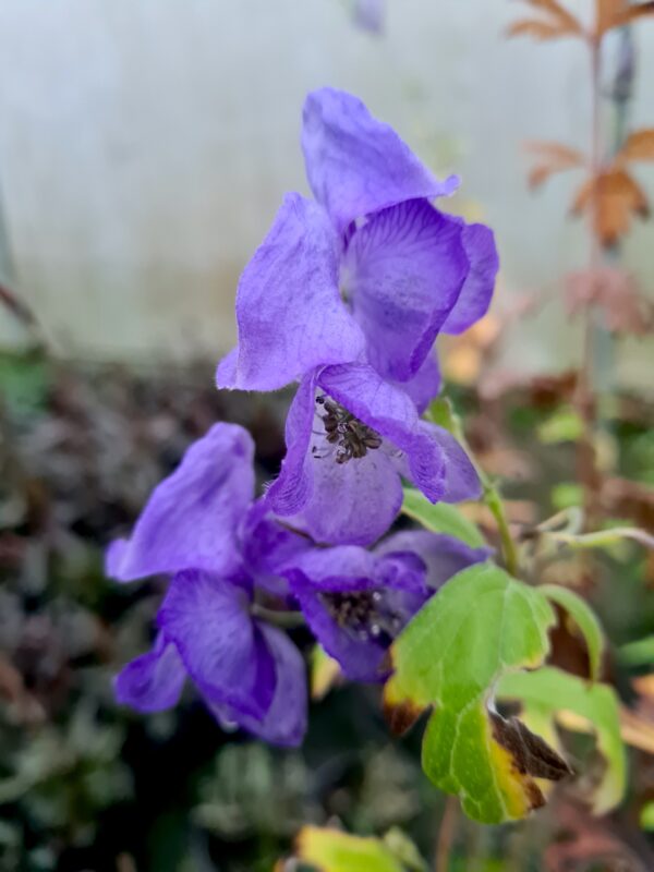 Aconitum napellus