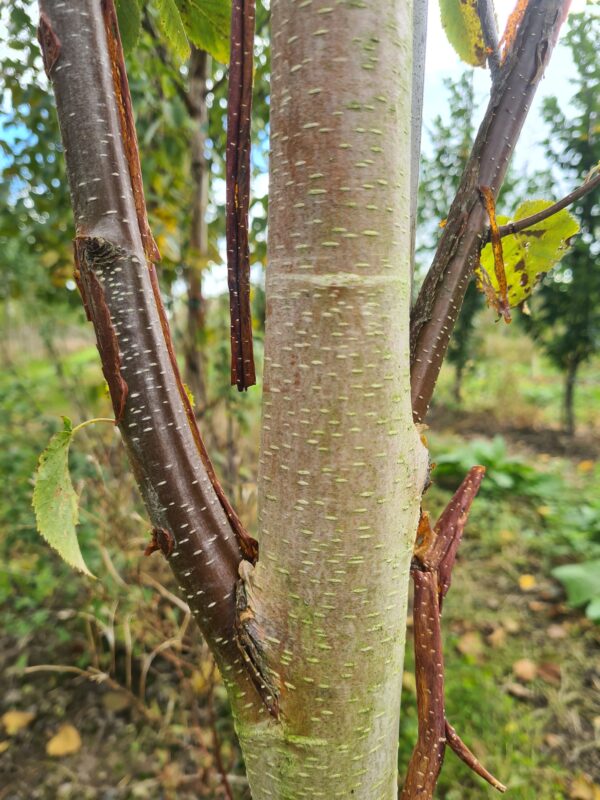 Betula utilis Edinburgh - Image 3