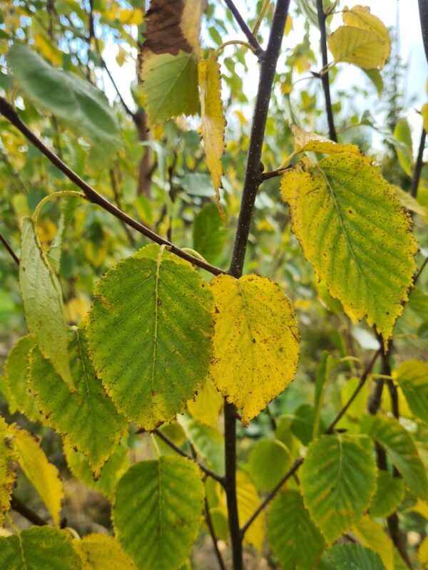 Betula utilis Edinburgh - Image 2