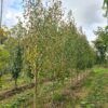 Betula utilis Edinburgh - 08-10cm girth, 3-3.5m tall, Rootballed