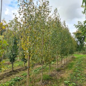 Betula utilis Edinburgh