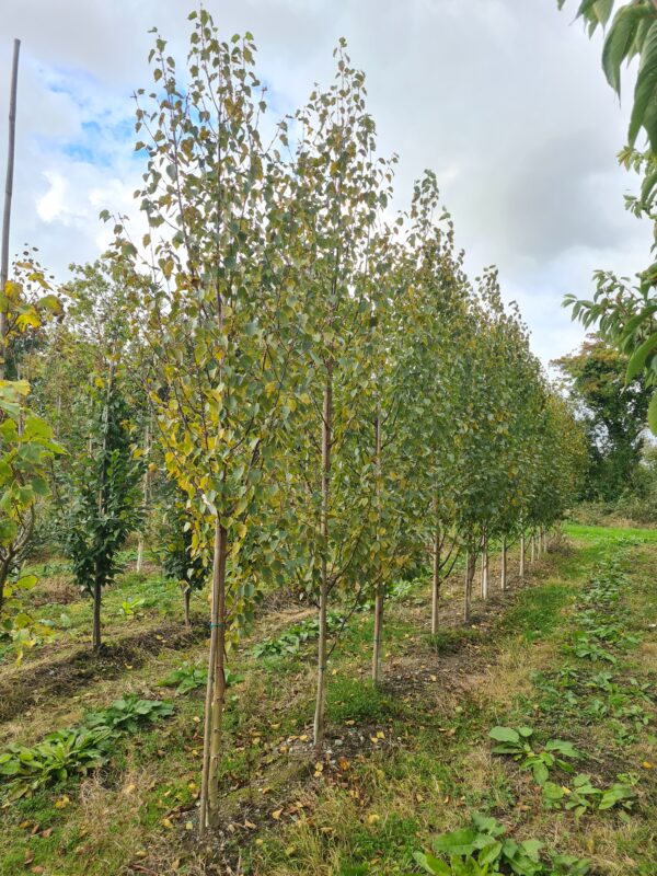 Betula utilis Edinburgh