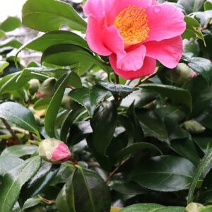 Camellia sasanqua Kanjiro