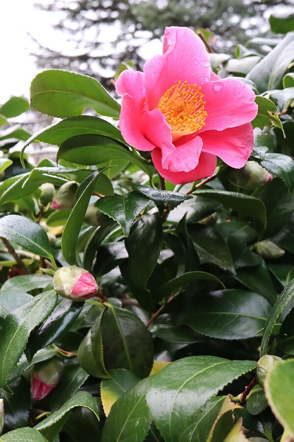 Camellia sasanqua Kanjiro