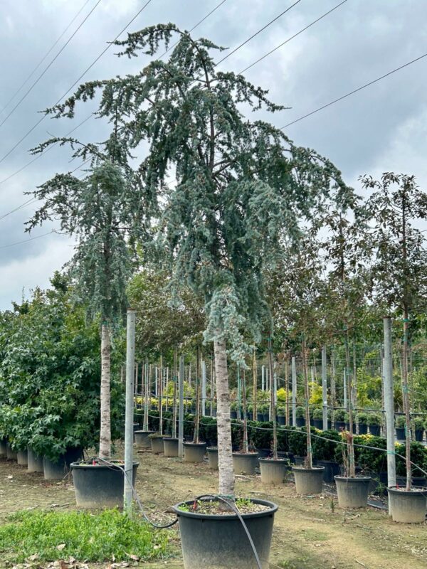 Cedrus atlantica Glauca - Image 2