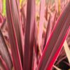 Cordyline 'Paso Doble' - 5L