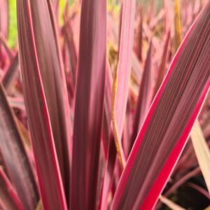 Cordyline 'Paso Doble'