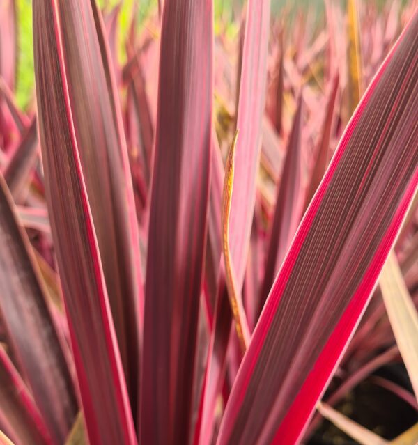 Cordyline 'Paso Doble'