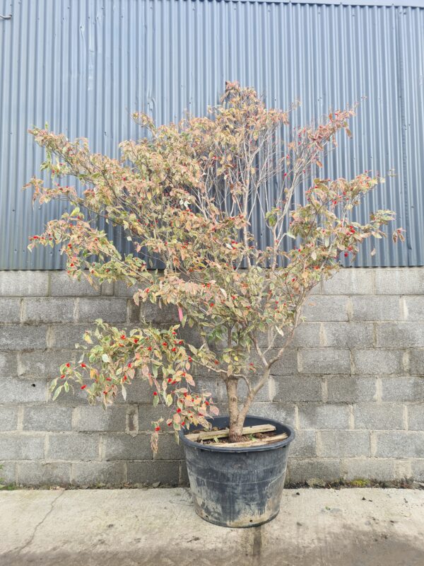 Cornus florida Daybreak - Image 2