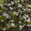 Cornus florida 'Rainbow' - 230L 250-300cm tall