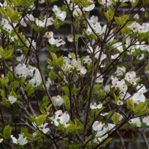 Cornus florida 'Rainbow'