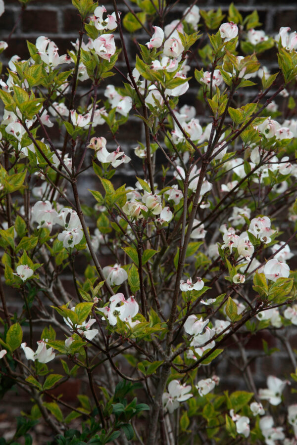 Cornus florida 'Rainbow'