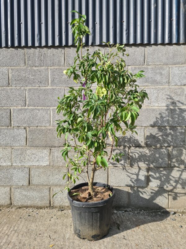 Cornus capitata - Image 2