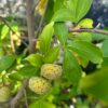 Cornus capitata - 40L 150-175cm
