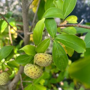 Cornus capitata