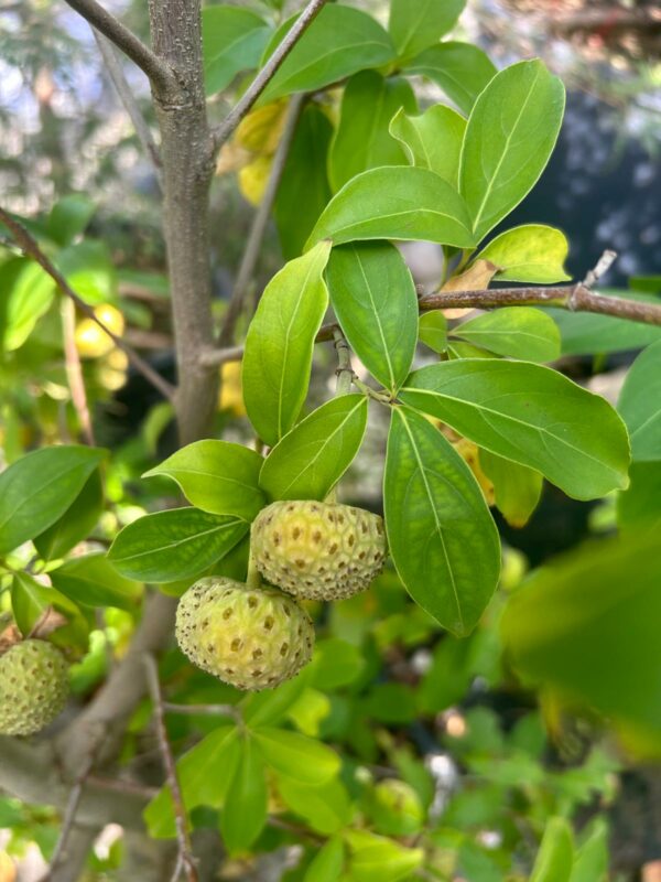 Cornus capitata