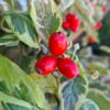 Cornus florida Daybreak - 230L 250-300cm tall