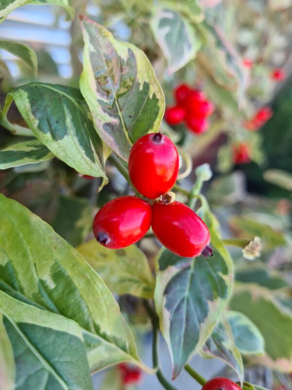 Cornus florida Daybreak