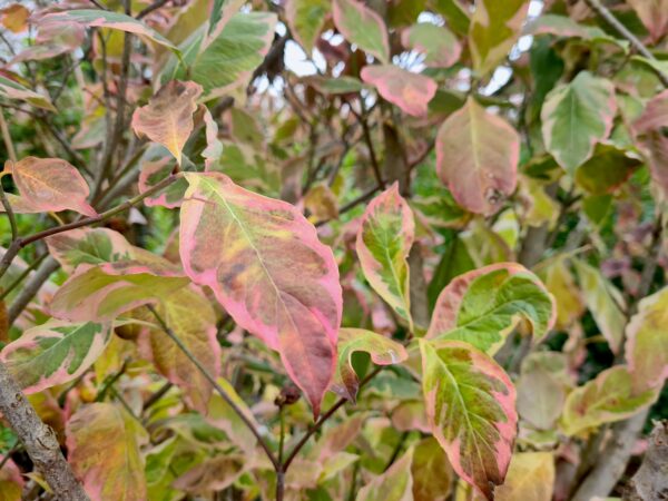Cornus florida Daybreak - Image 3