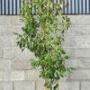 Cornus hongkongensis - 35L 175-200cm